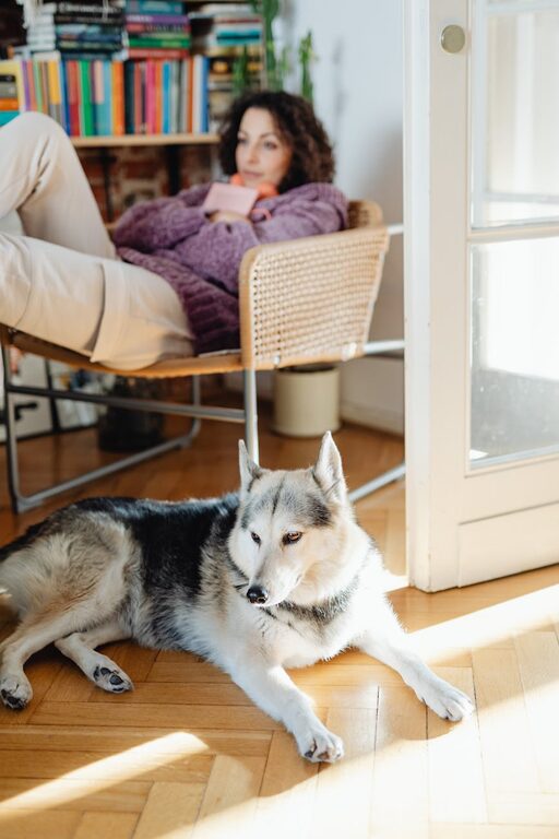 How to Set Up a Cozy and Safe Pet-Friendly Home Corner